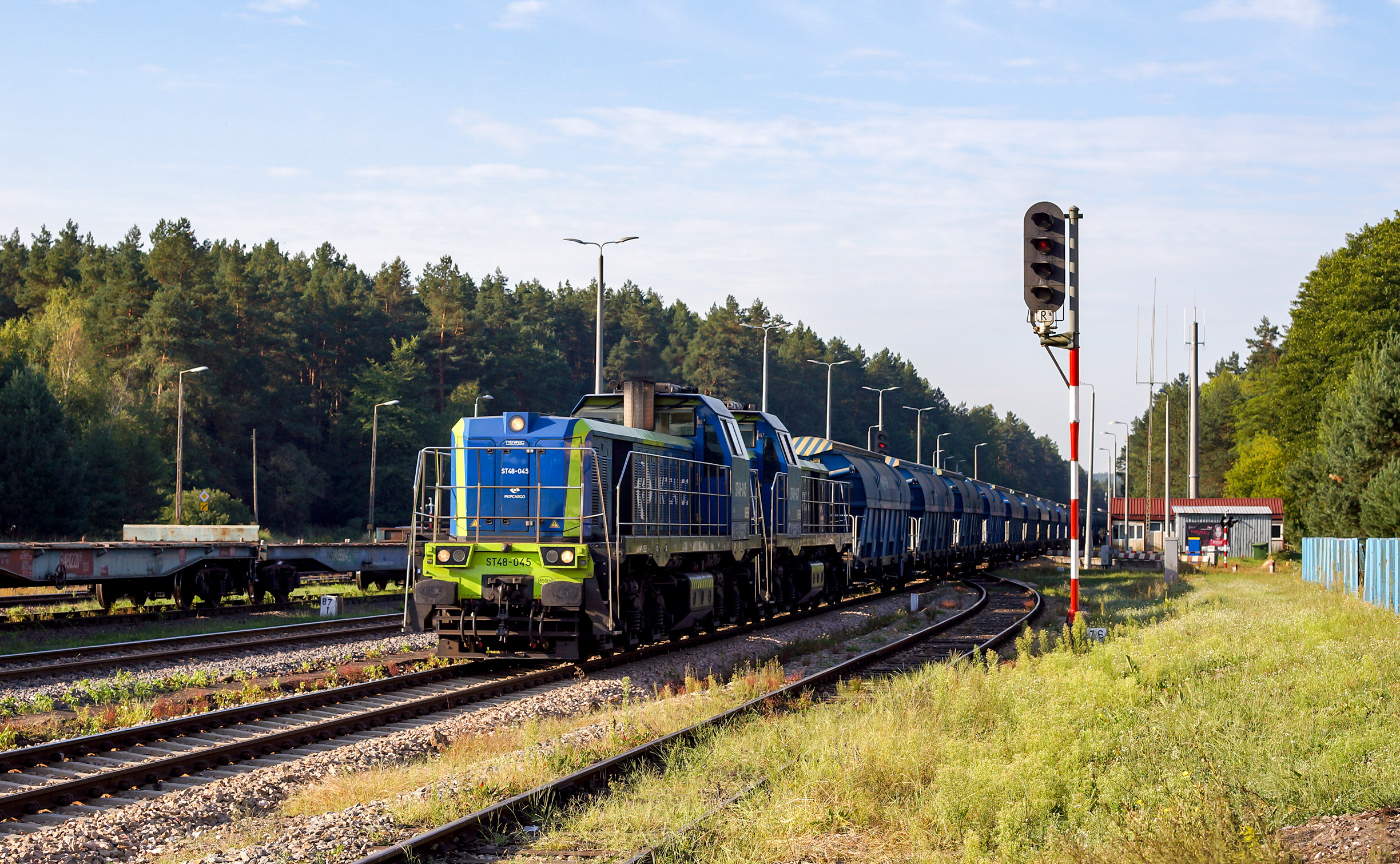 Plastikowe Tamary w Roztoczańskim Parku Narodowym o poranku