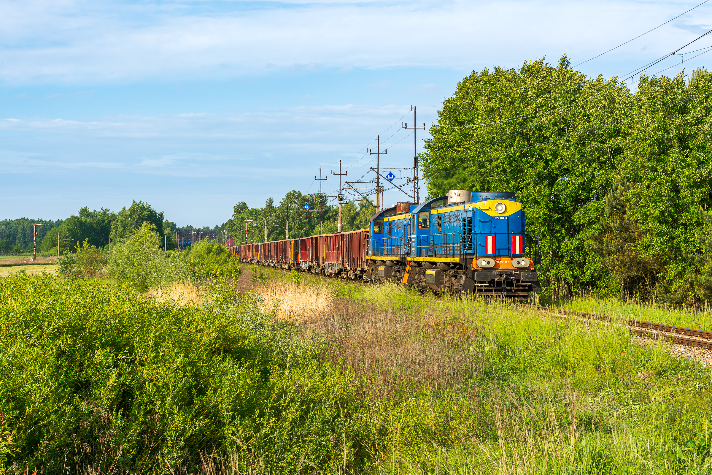 Tamara z pomocą tamarze