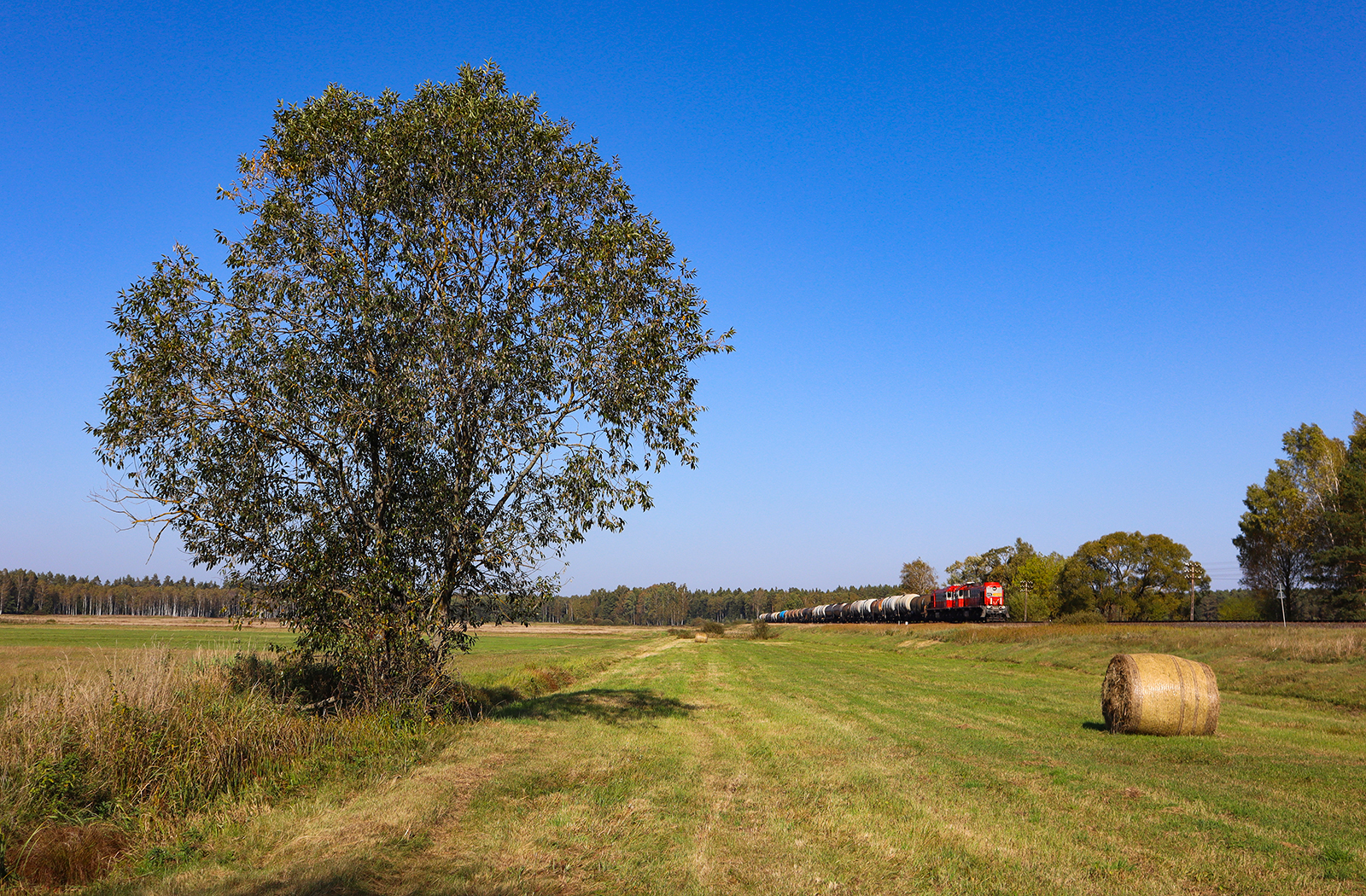 Tamary pod drzewkiem