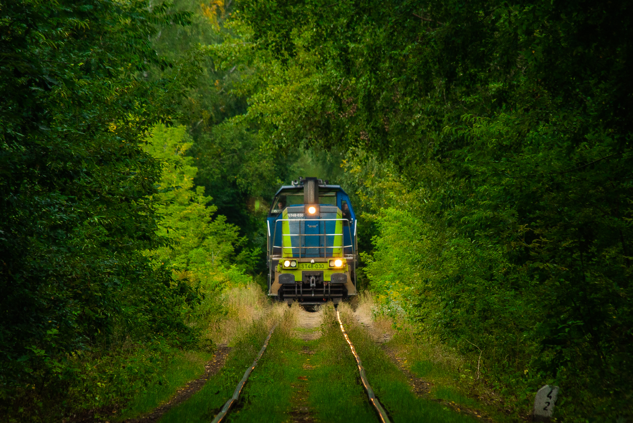 Turbotamara dziko w lesie