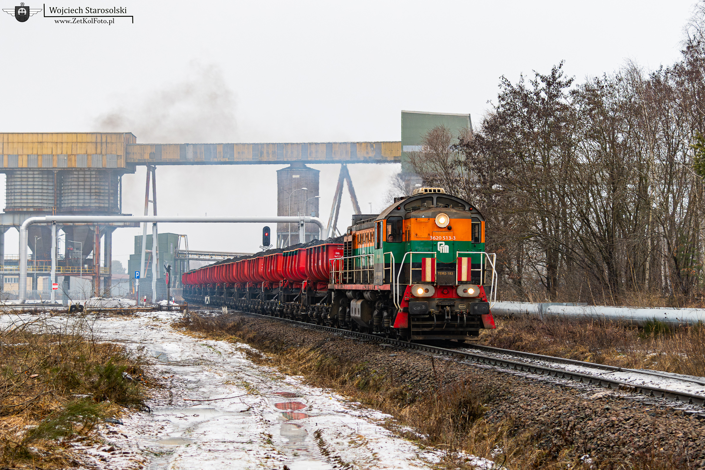 Wół roboczy na Sierkach