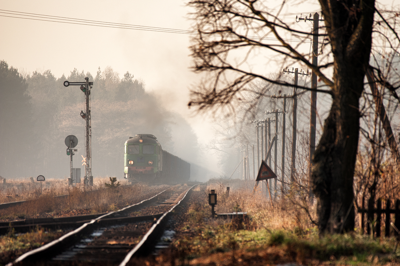 Mgliste Stare Drzewce