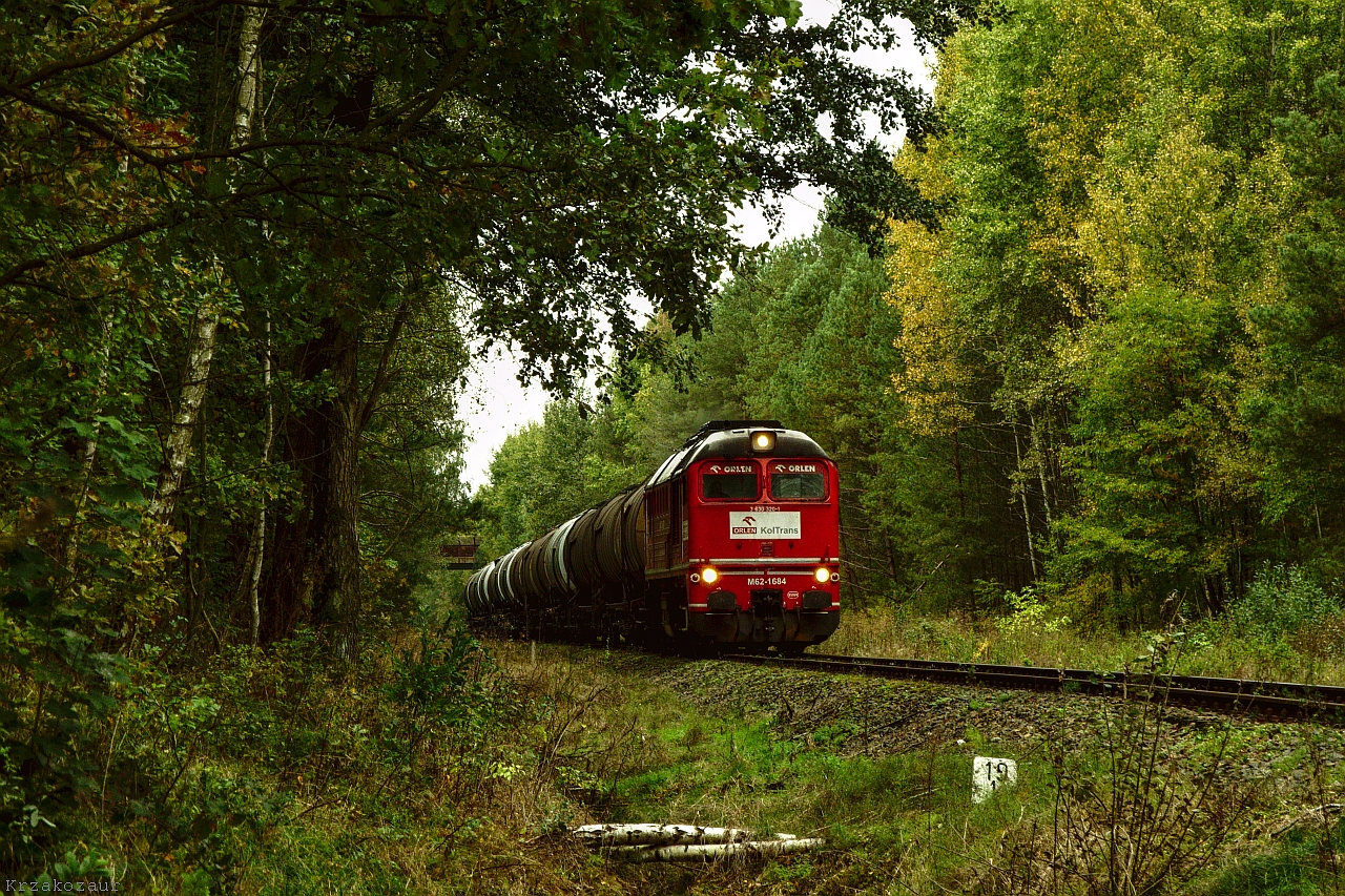 Groźny zwierz występuje w lesie