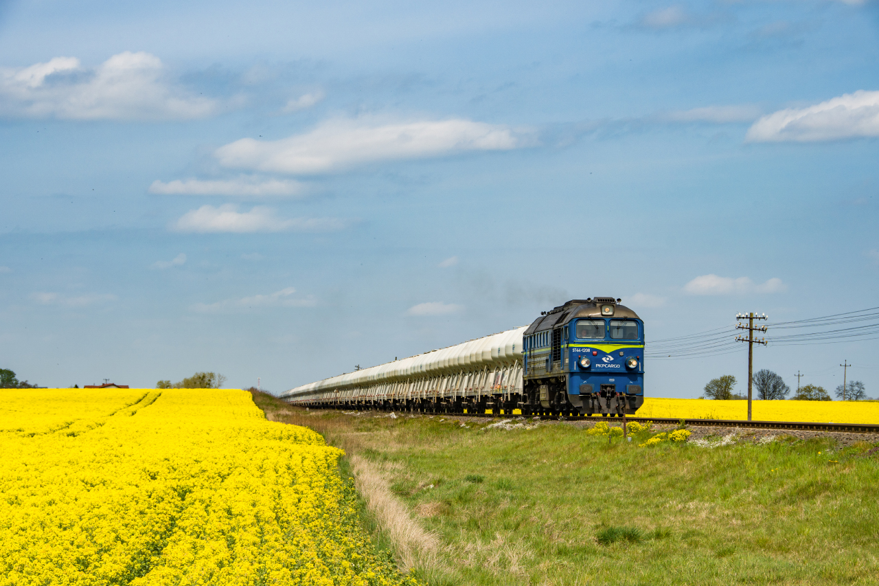 Węglówka w rozkwicie.