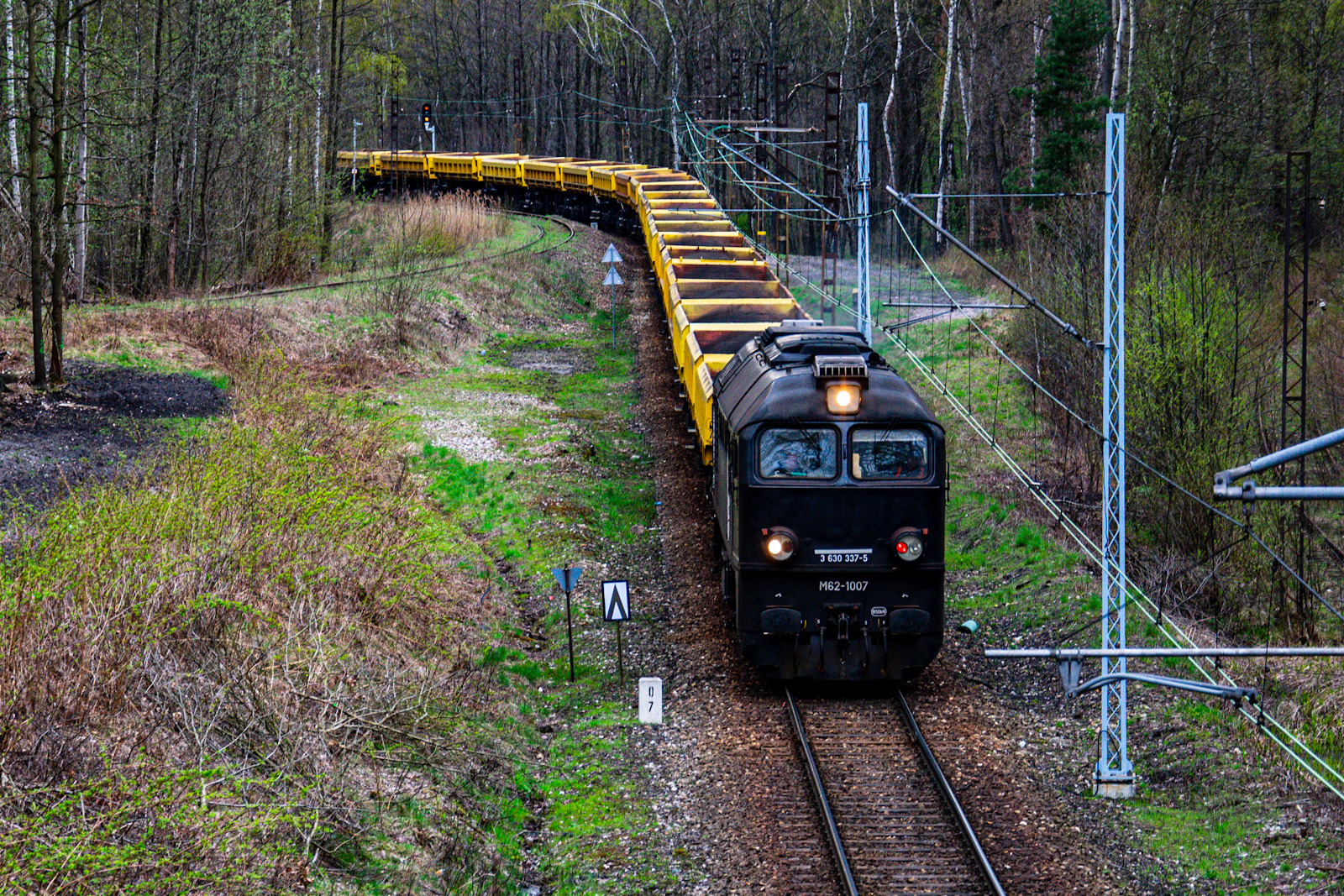 Czarny Zbój w lesie