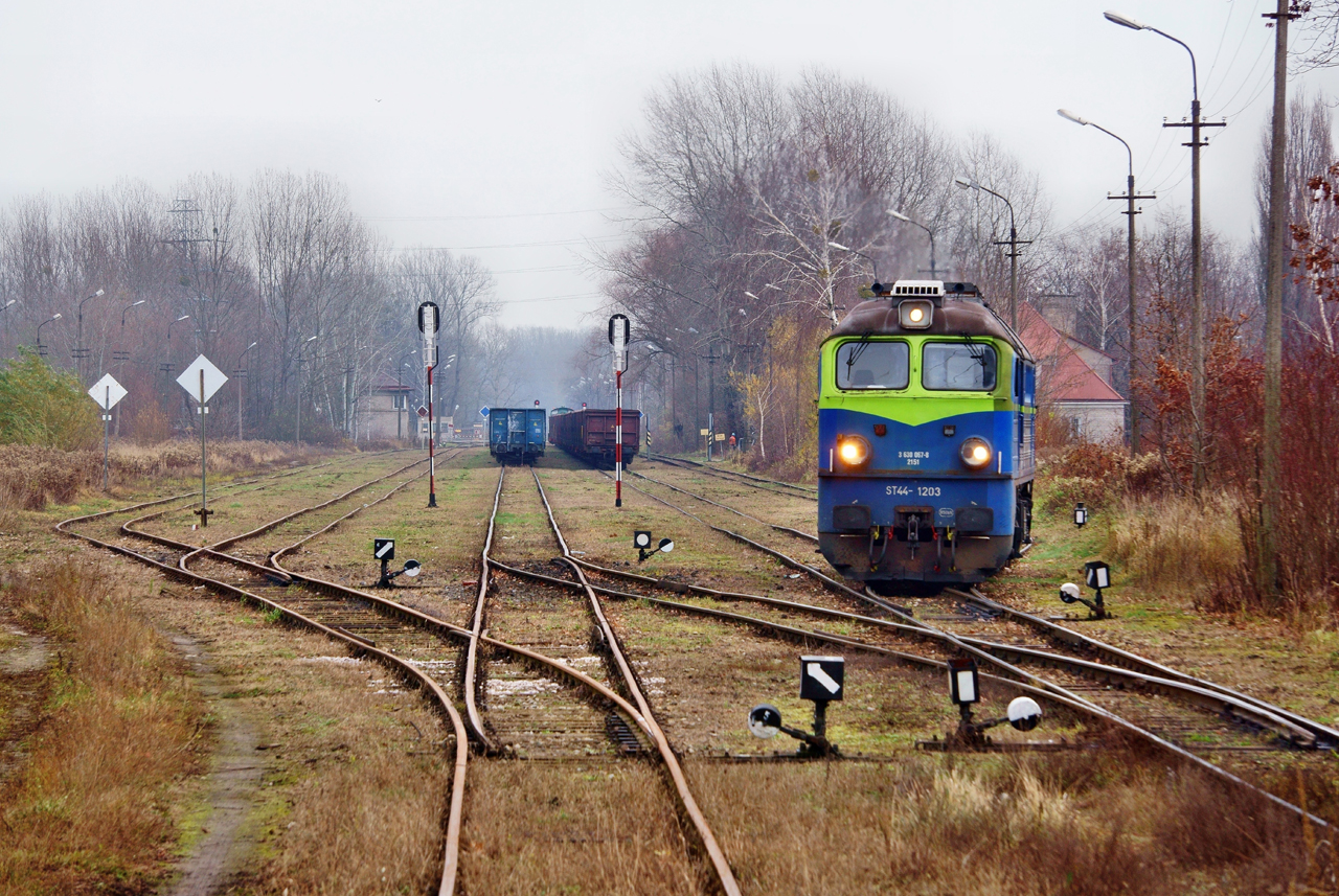 Gagar na luzie ucieka z Radiowa