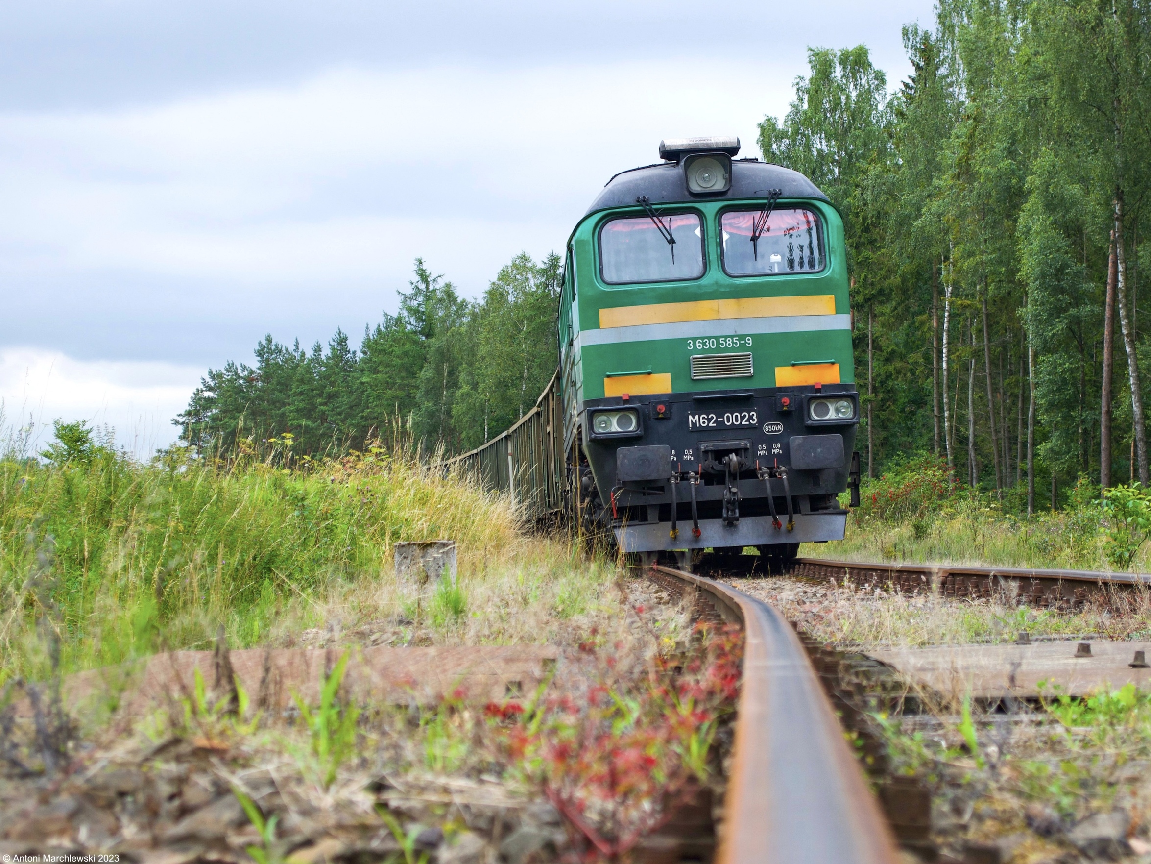 Syberyjski gagar na Kaszëbë