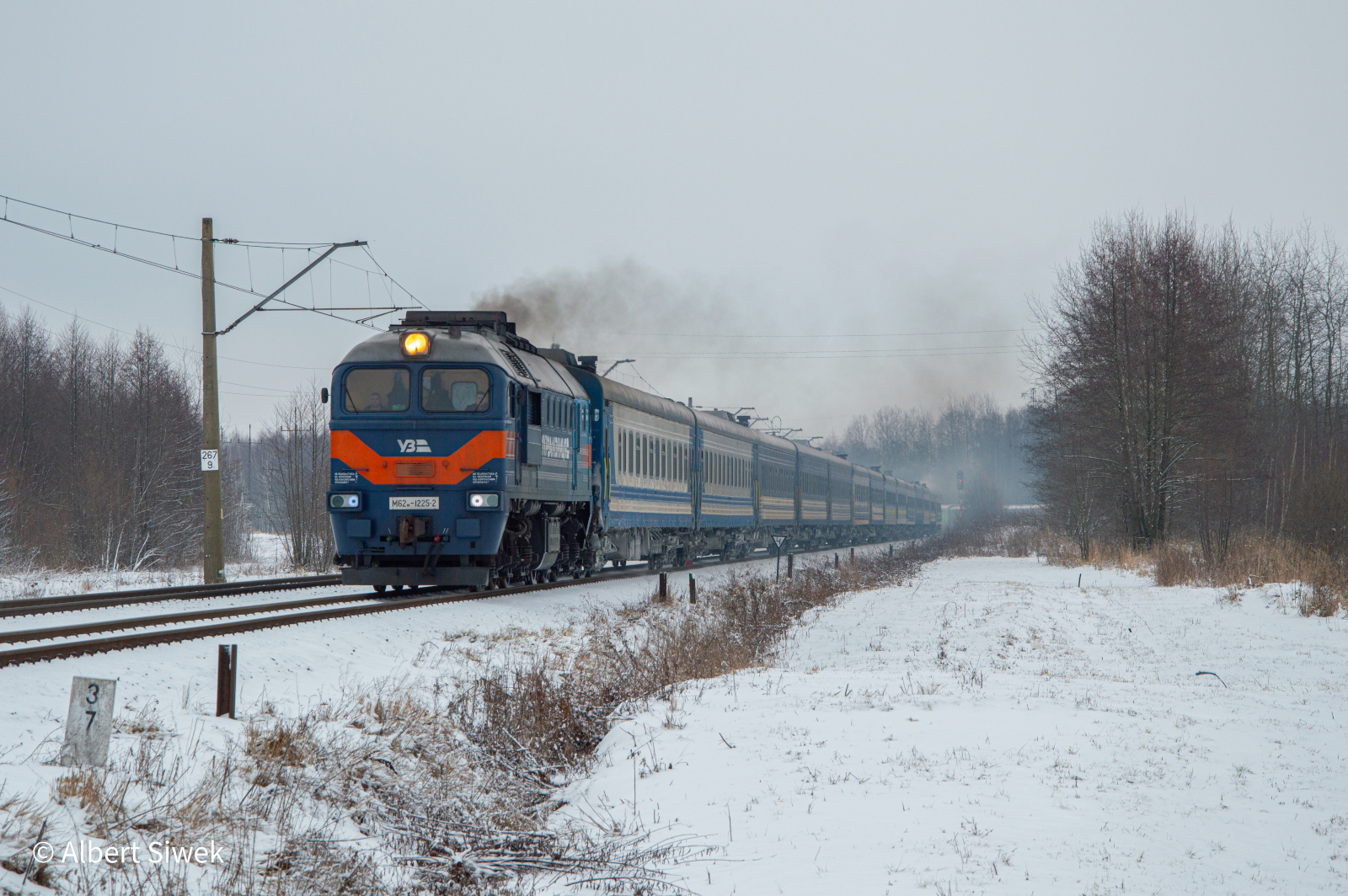 Gagar na szerokim w Dorohusku.