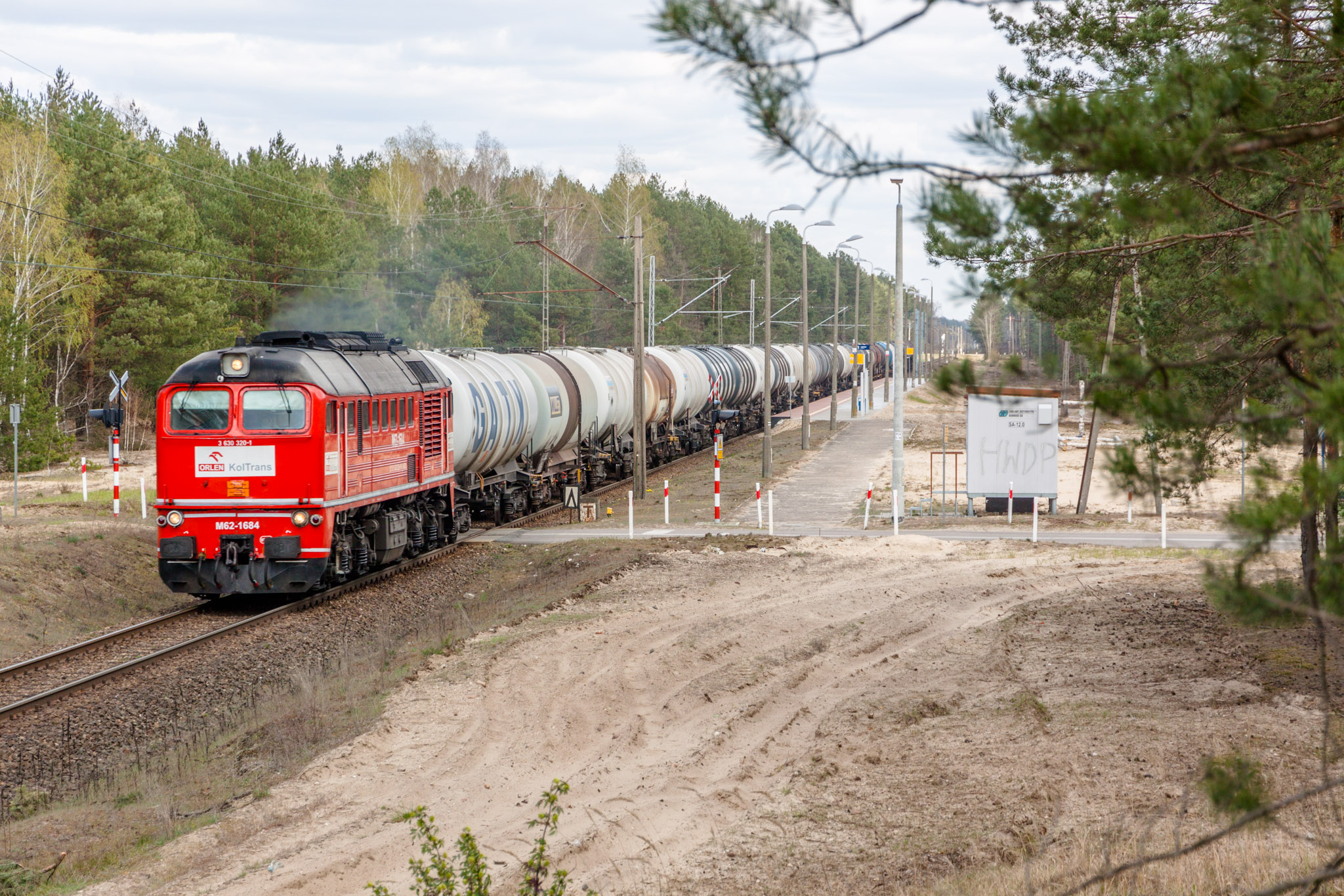 Czerwony Gagar na piaskach