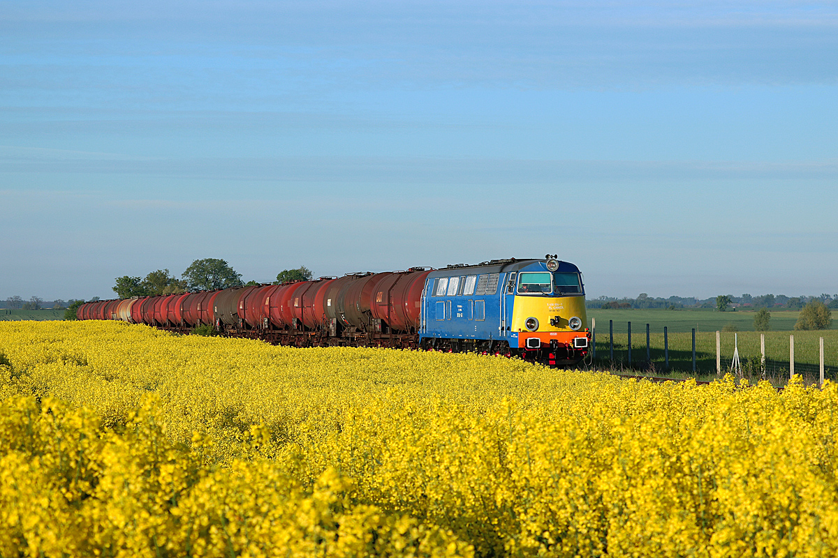 301Db-143 buszujący w rzepaku