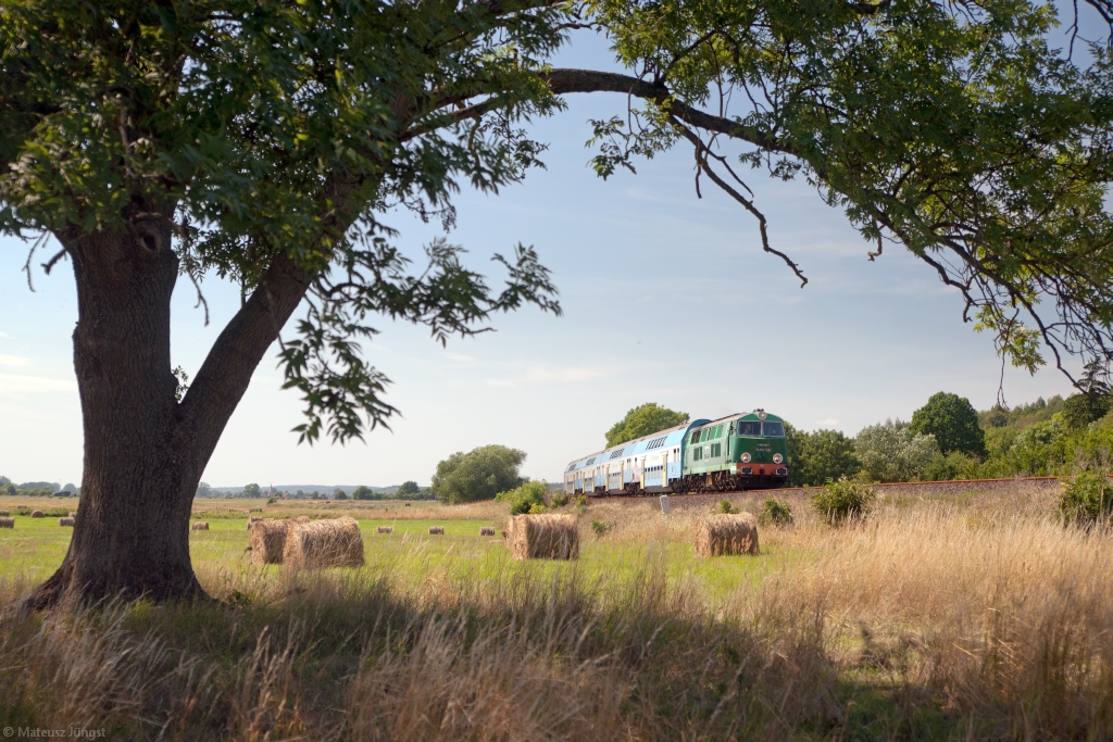 Usiądźmy w cieniu starego drzewa...