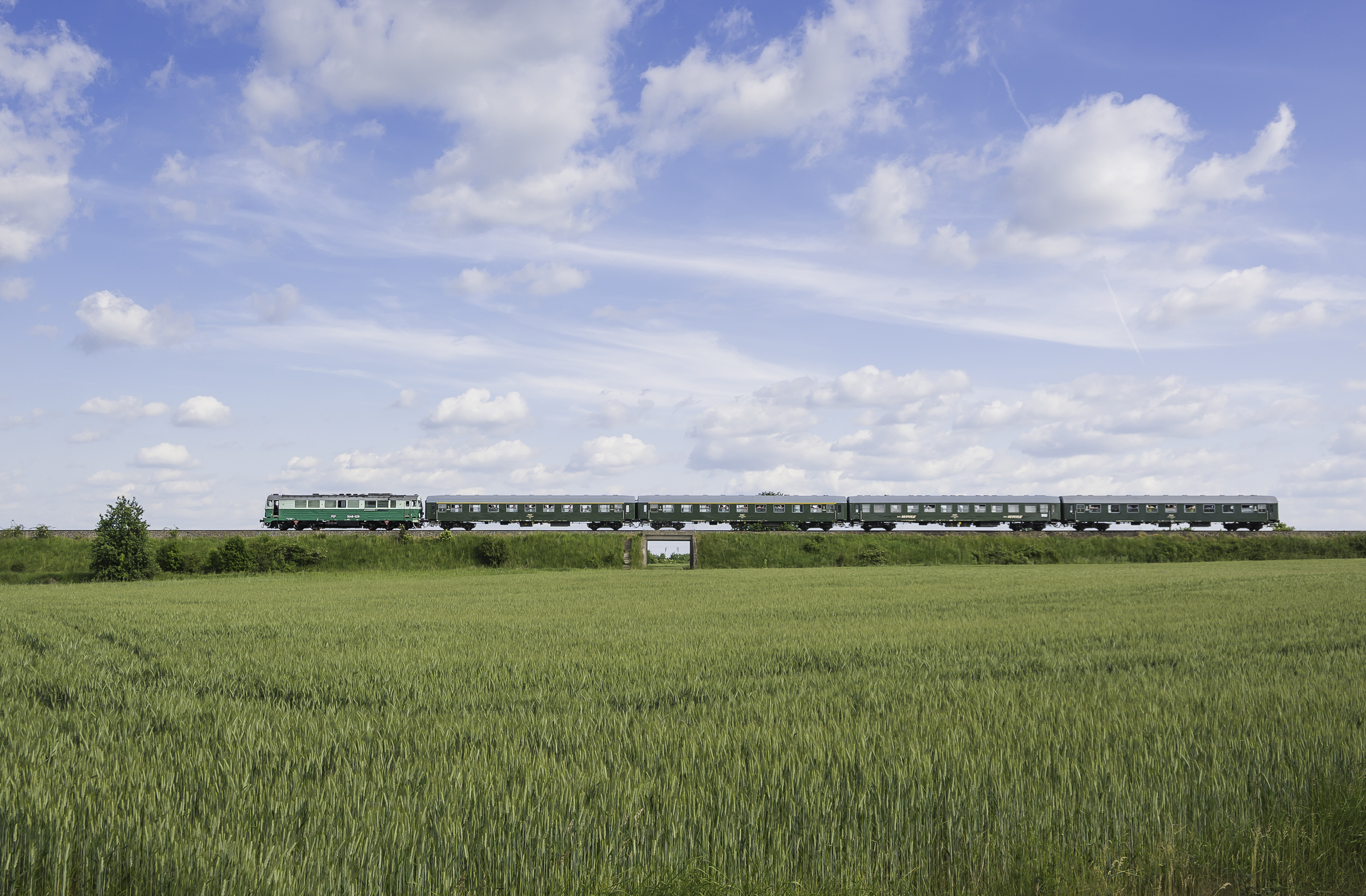 Buszujący ponad zbożem