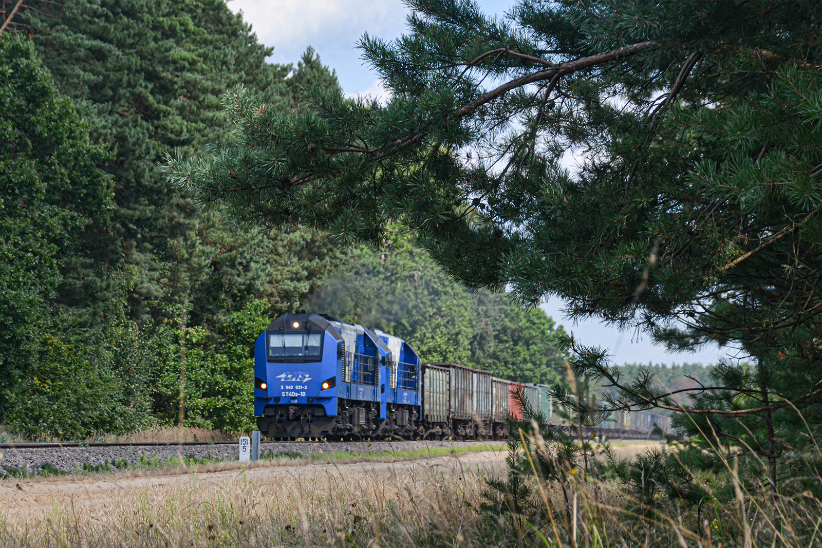 W przerwanym szumie lasu