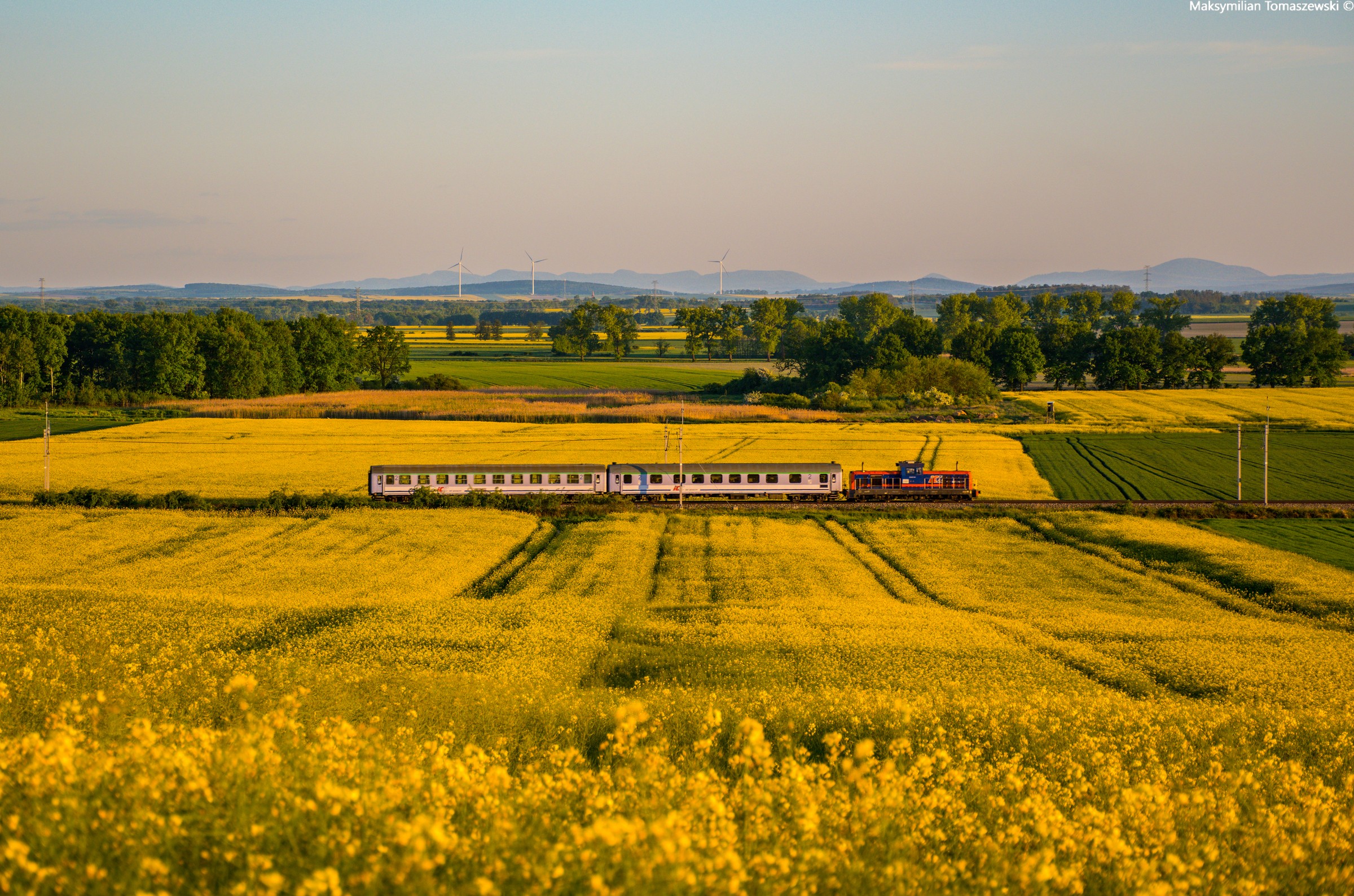 Sezon rzepakowy w Dąbiu