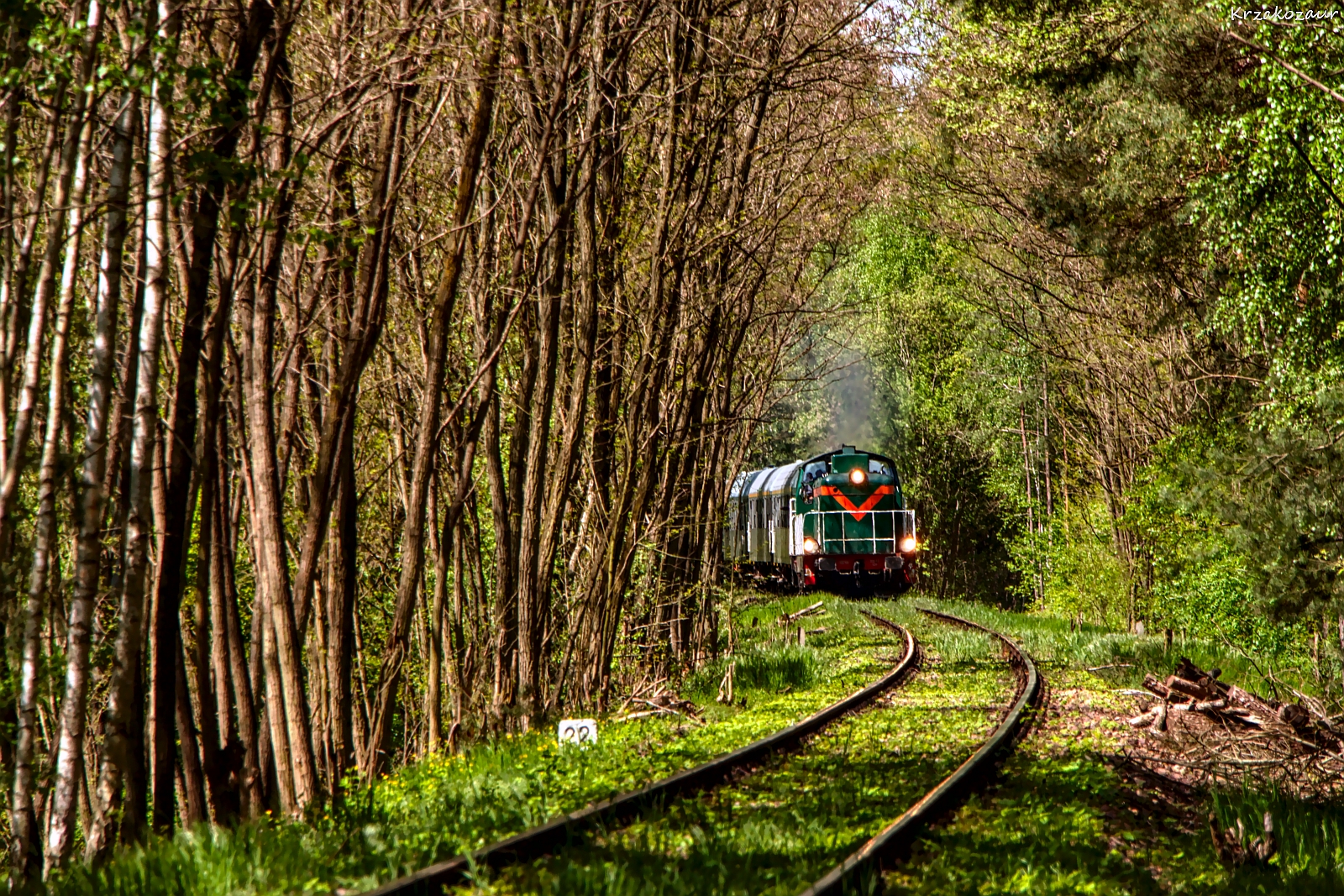 Przebiśnieg przebija się
