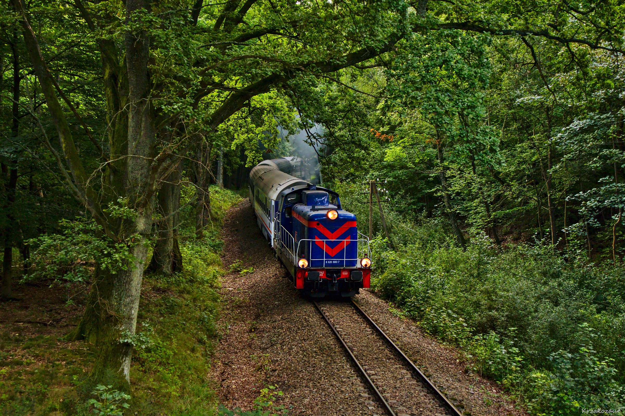 Poranek w środku lasu