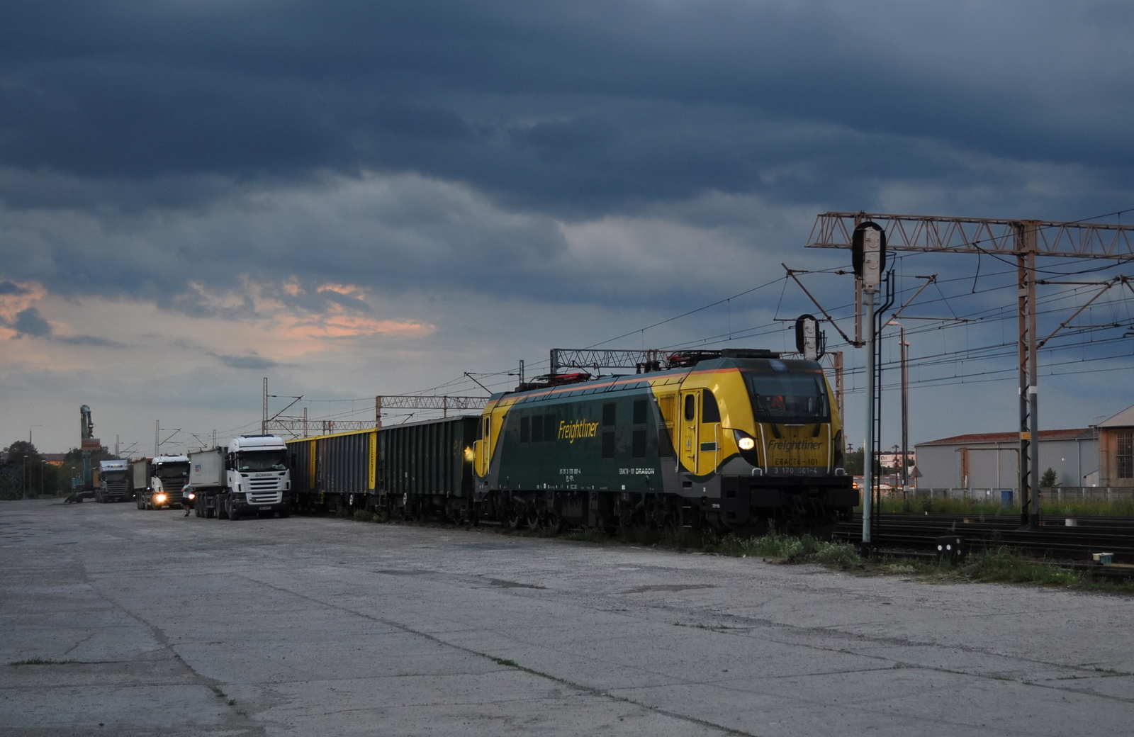 Spłoszone nadchodzącą burzą młode kryją się pod skrzydłami matki