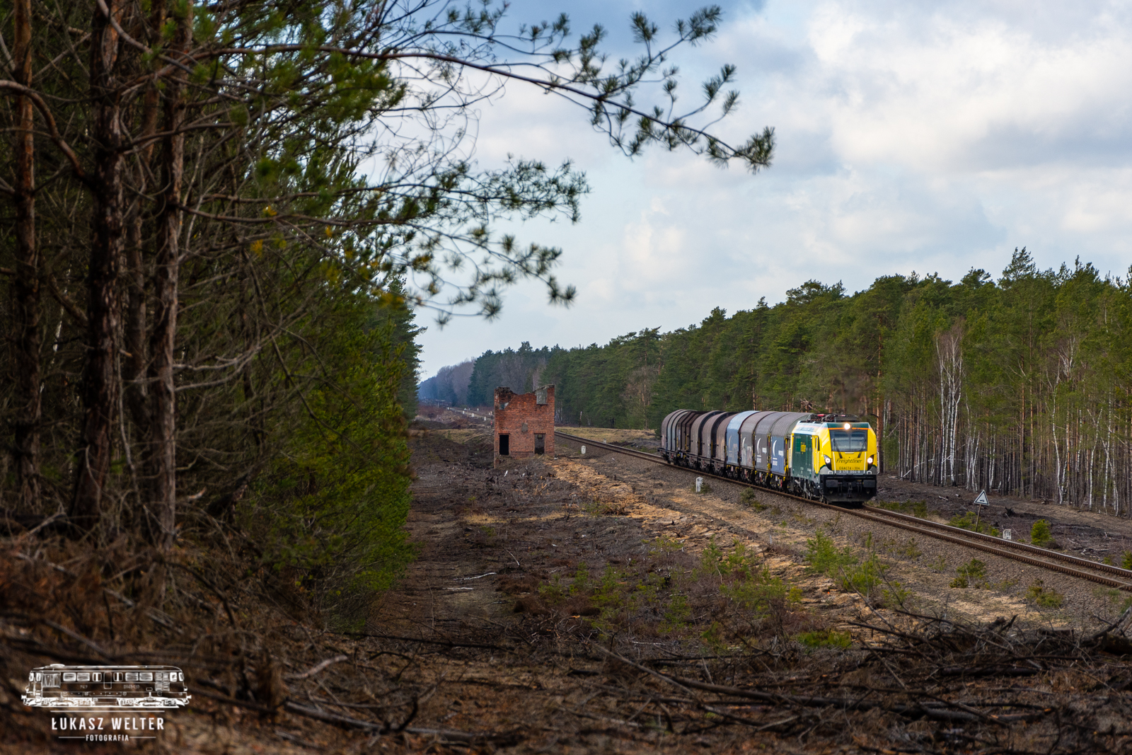 Szerszeń na bezdruciu
