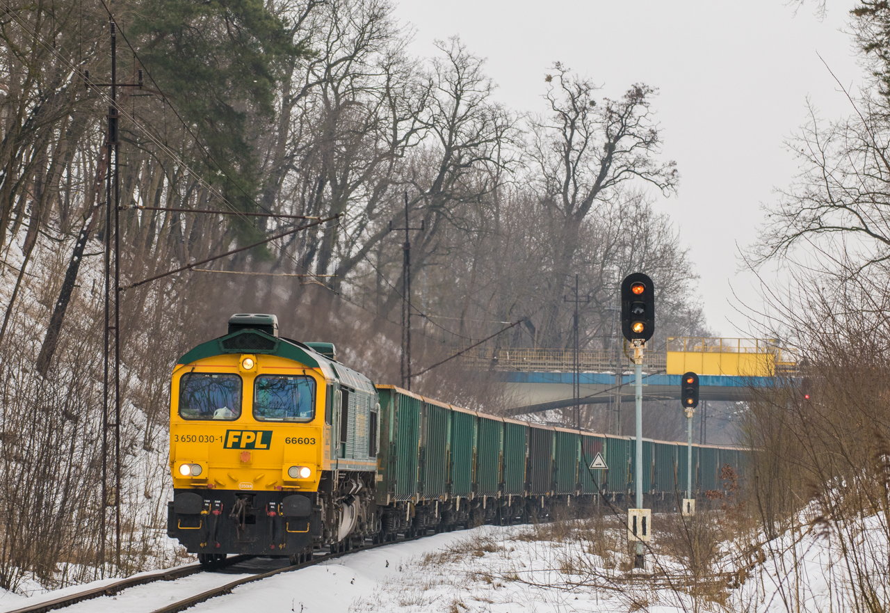 Żółtoczelny mocarz