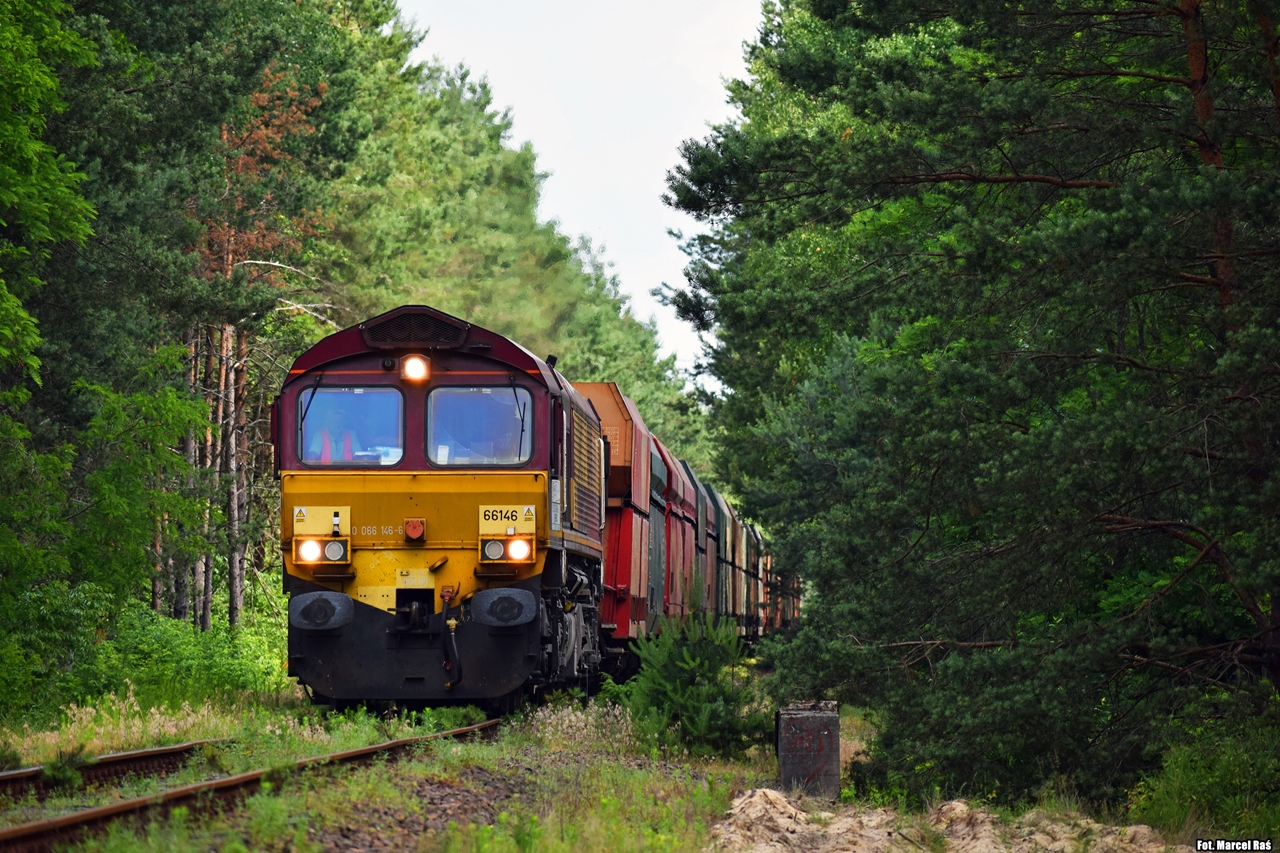 W leśnym gąszczu...