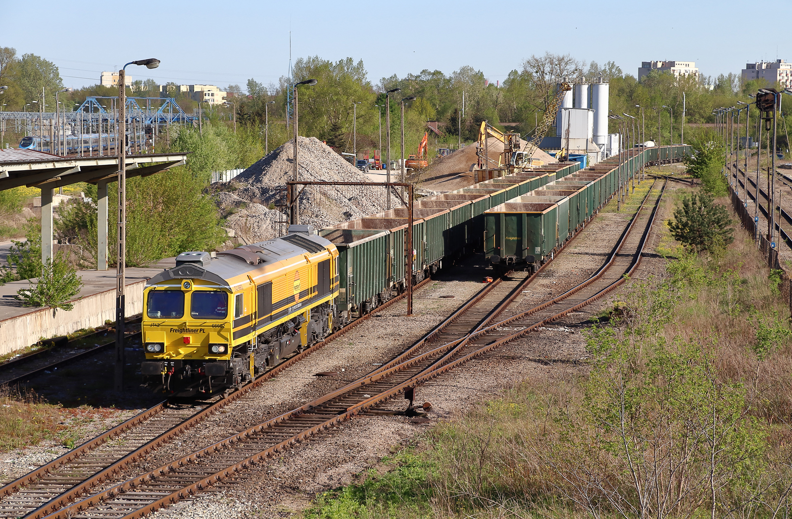 Szerszeń w majowym słońcu