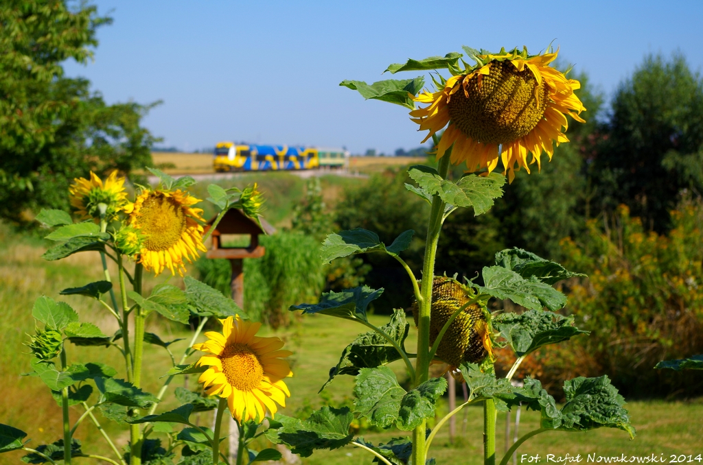 Słoneczniki van Gogha