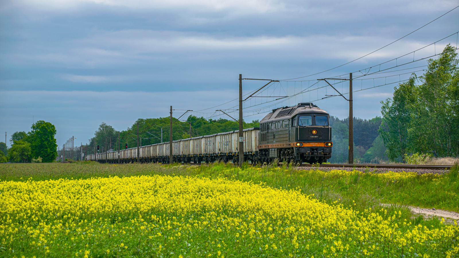 Rzepakowa Ludmiła na "S-Ł"-ce