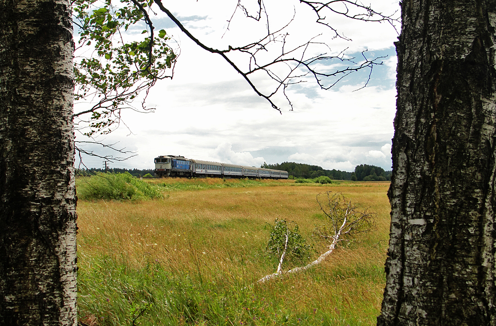 Nurek pomiędzy brzozami