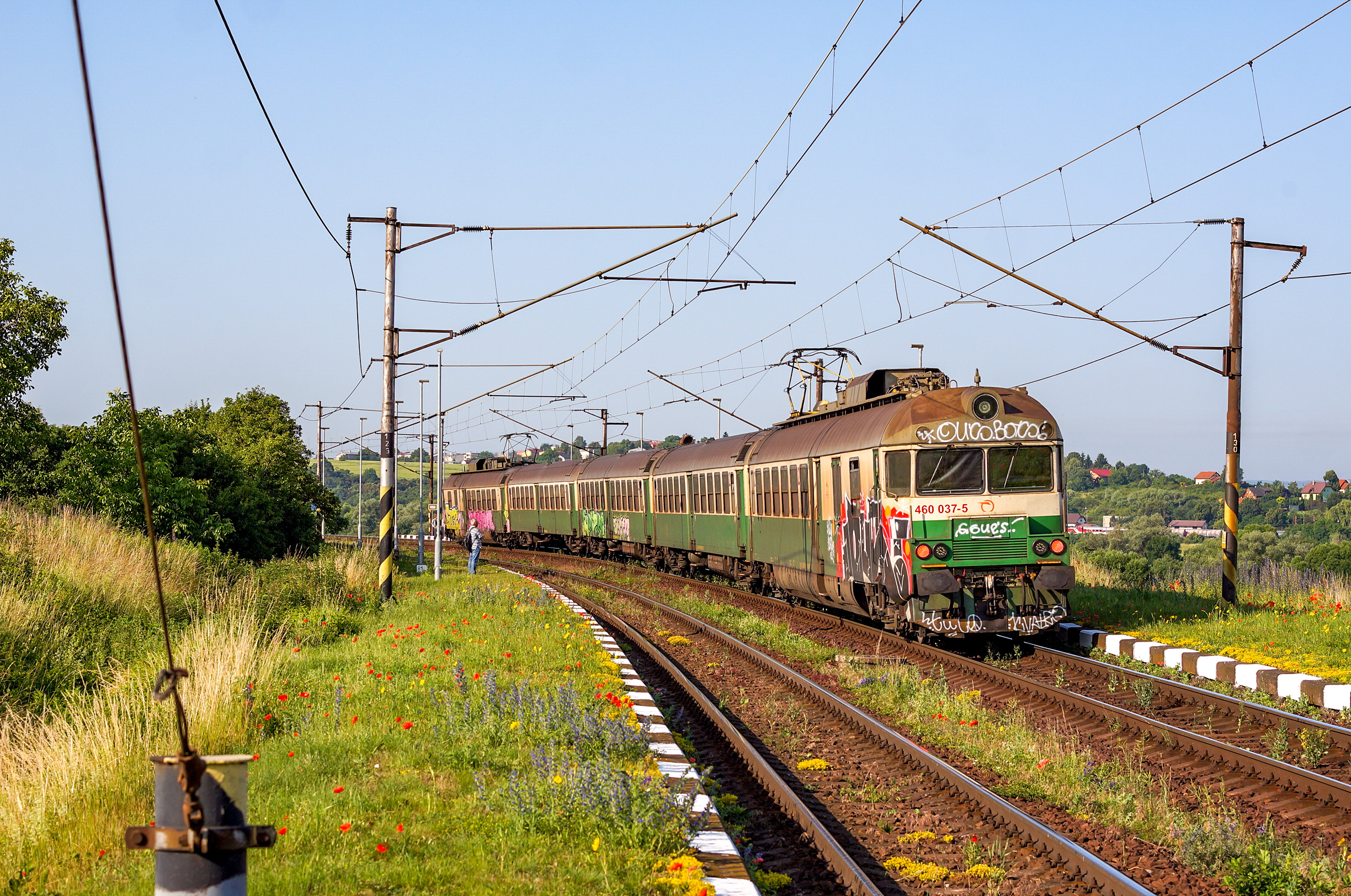 Pantograf - gatunek na wymarciu