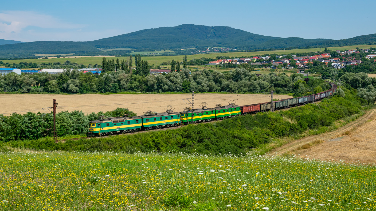 Słowacki szerokitor