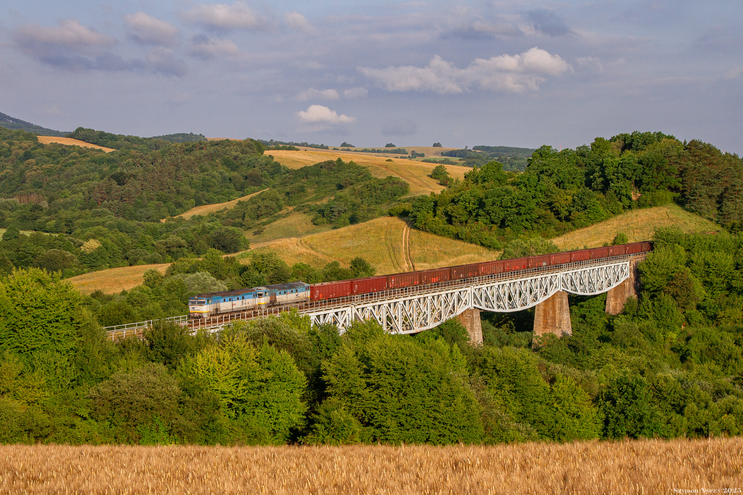 Bardotki o wschodzie słońca