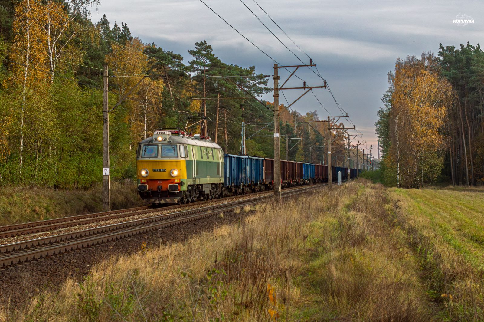 Byk w ostatnich promieniach słońca