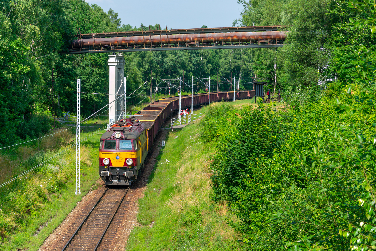 Marokańczyk na leśnym łuku