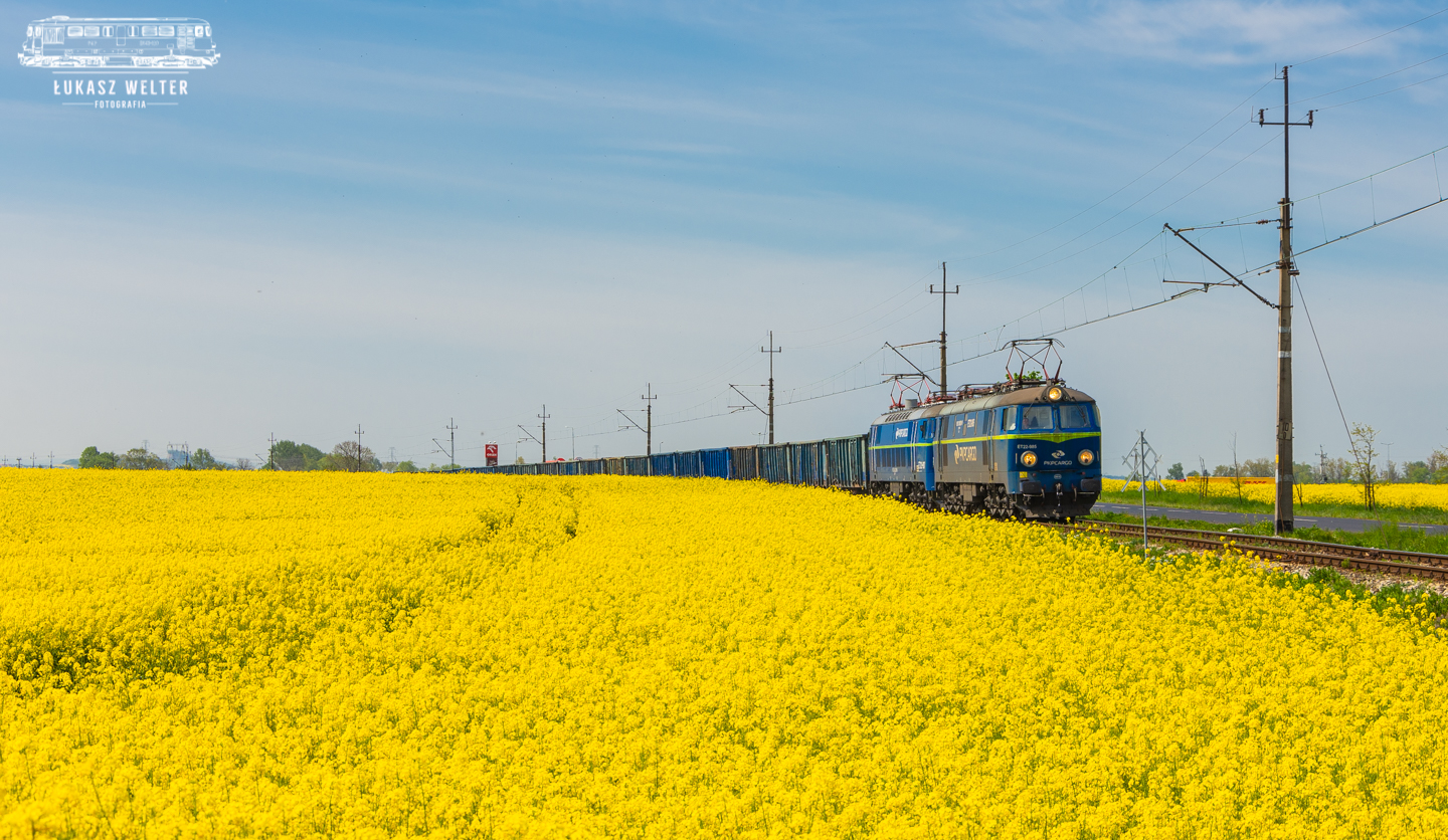 Rzepakowe Byki vol.2