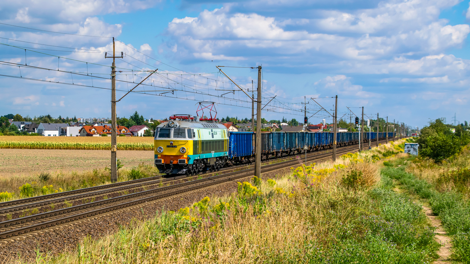 Żółty ryjek ucieka z Poznania