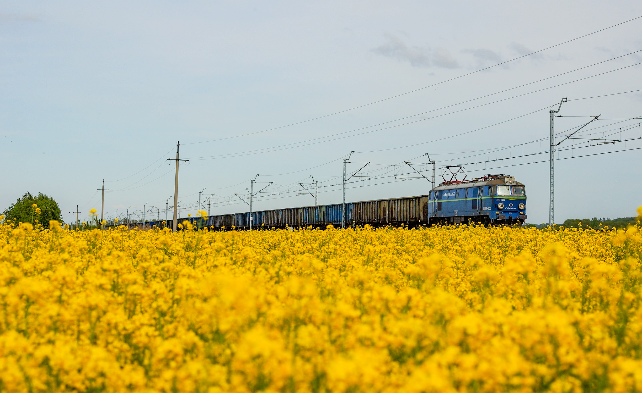 Buszujący w rzepaku...