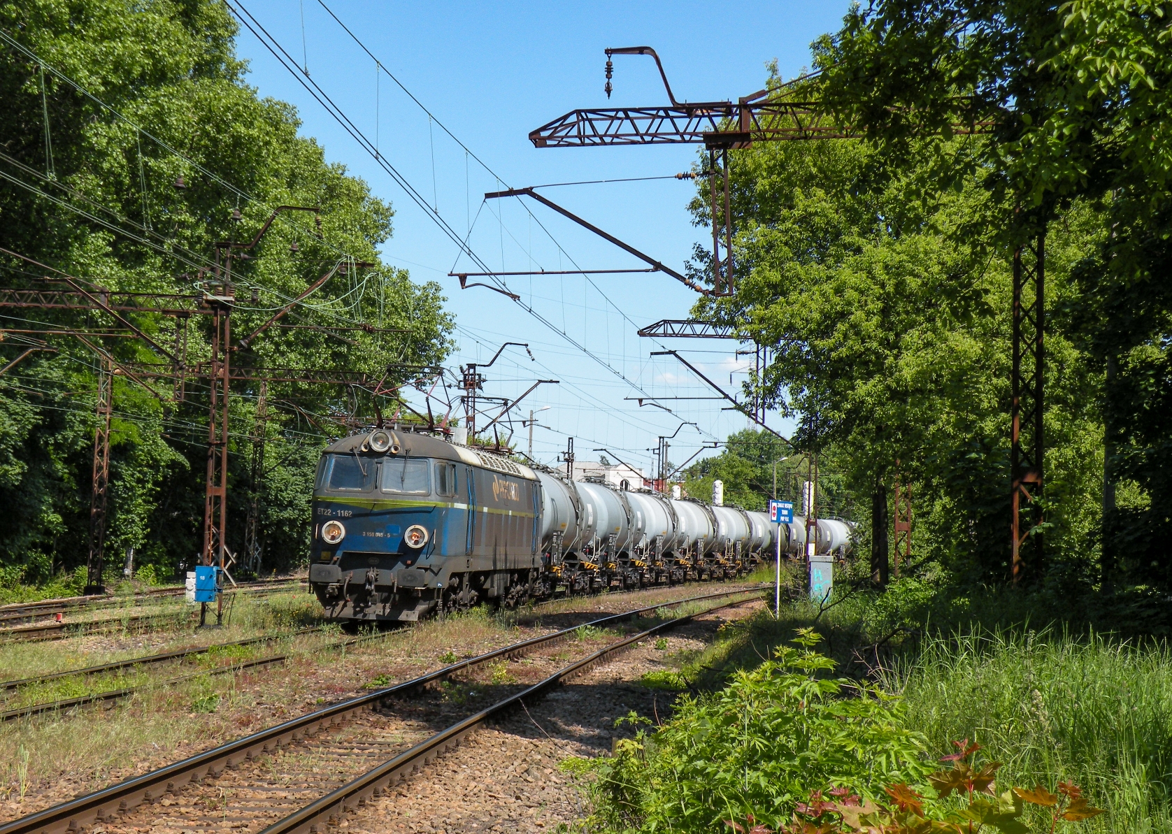 "Byk w miejskiej dżungli"