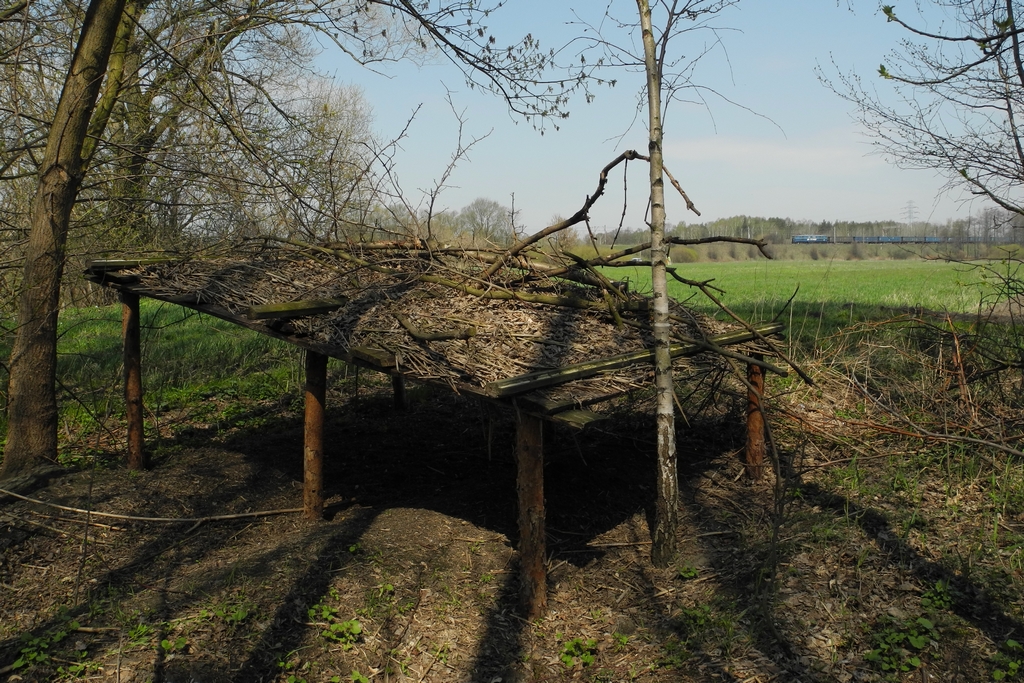 Byki schodzą do pasieki...