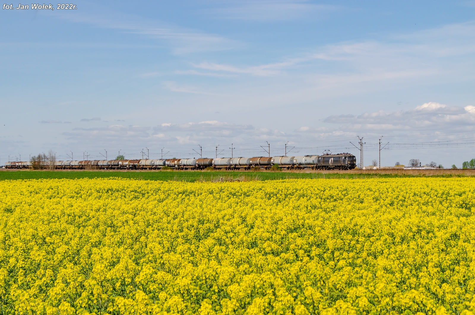 Żuławski rzepak.
