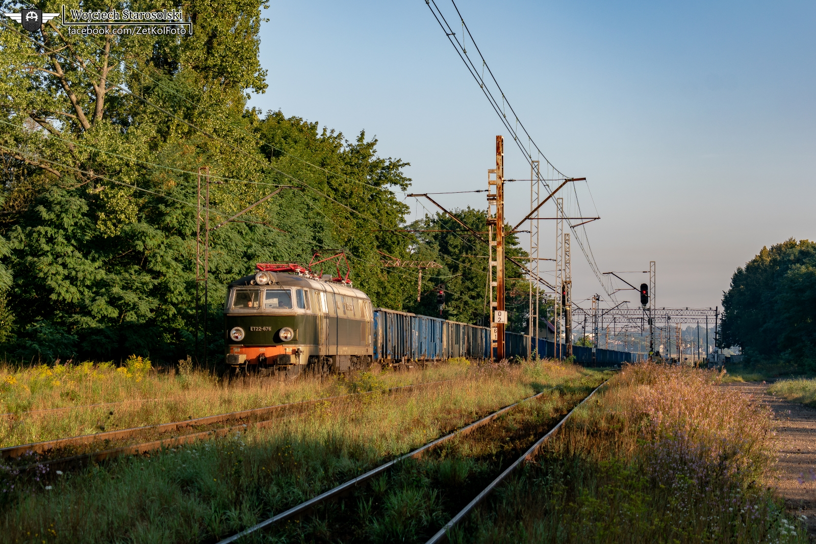 Oliwkowiec w Gierałtowicach