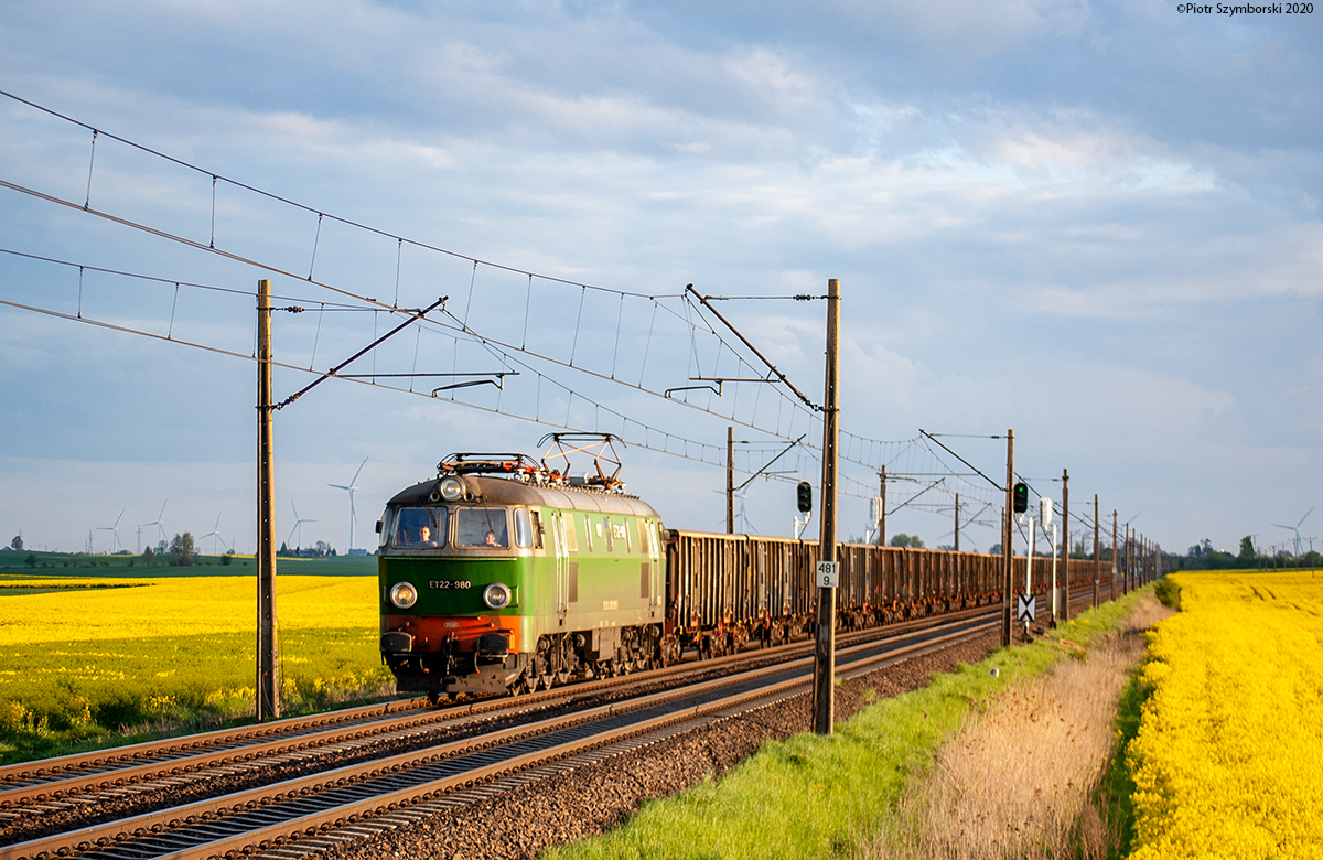 zielony byk w rzepaku