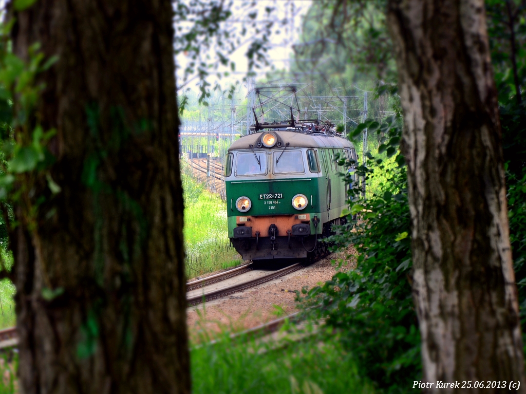 Dwa byki między drzewami