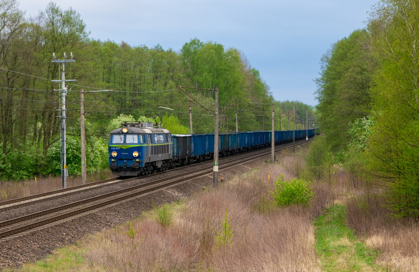 Byk w wiosenny wieczór