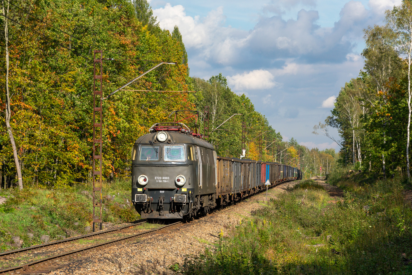 Marokańczyk na tle złotej jesieni.