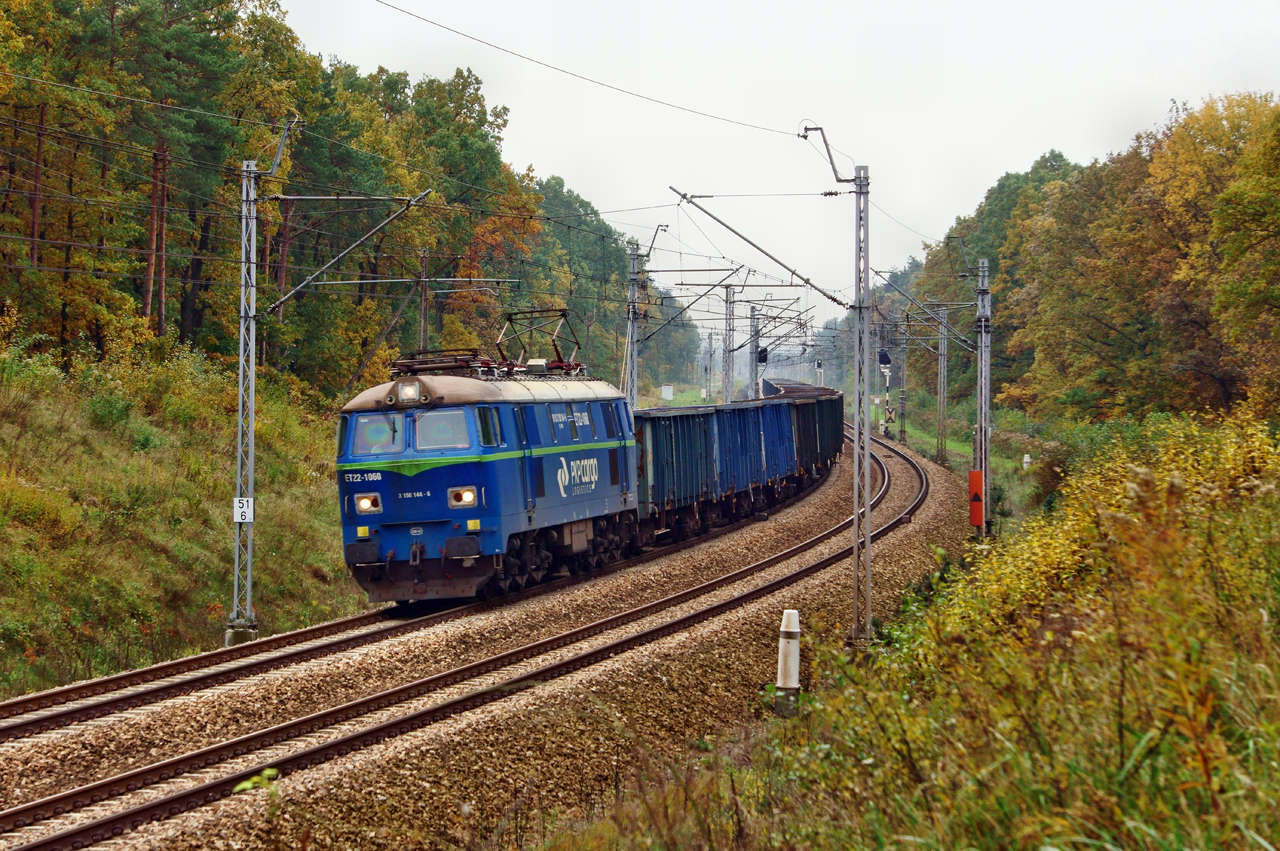 Byk w jesiennym lesie