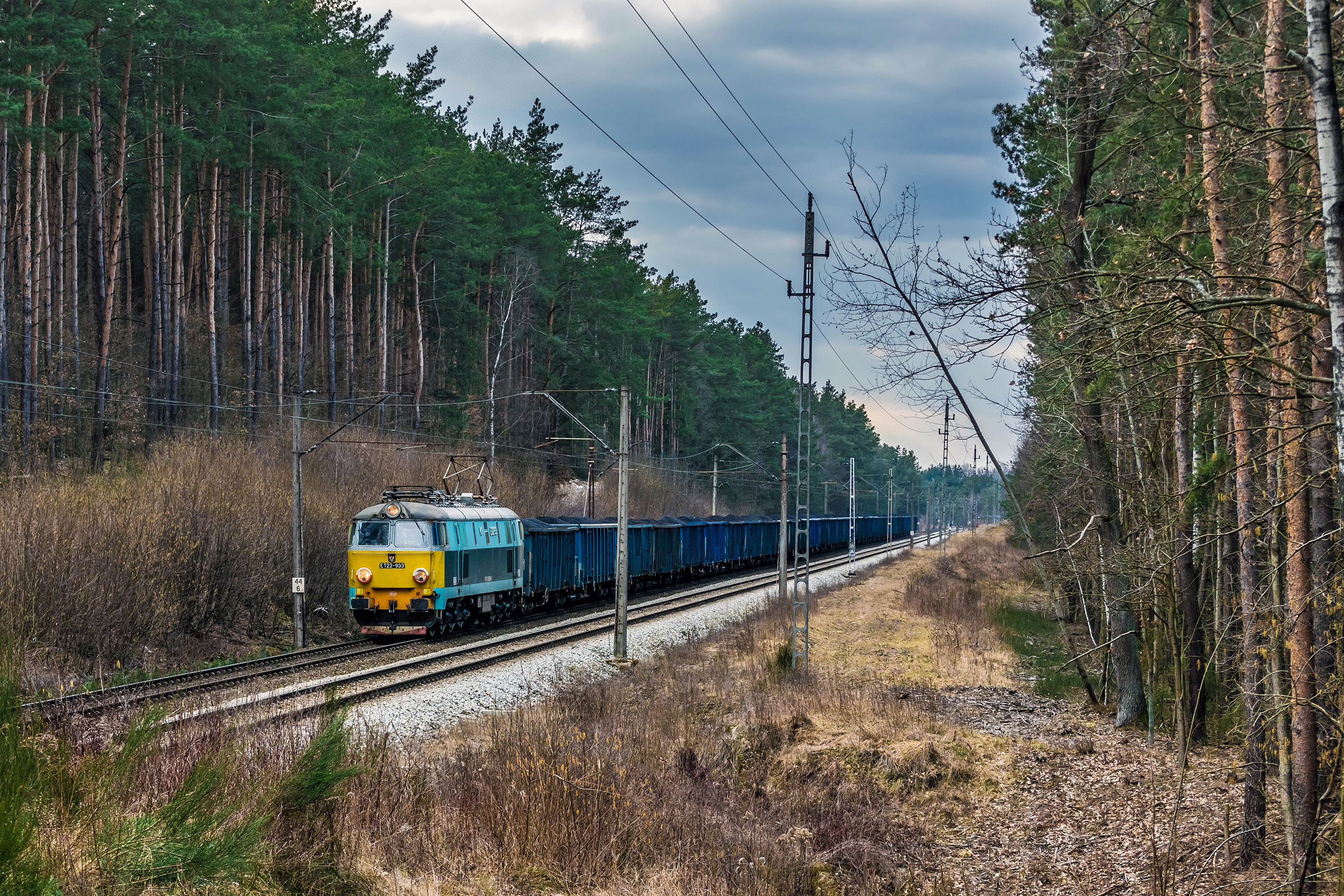 Byk z czarnym złotem