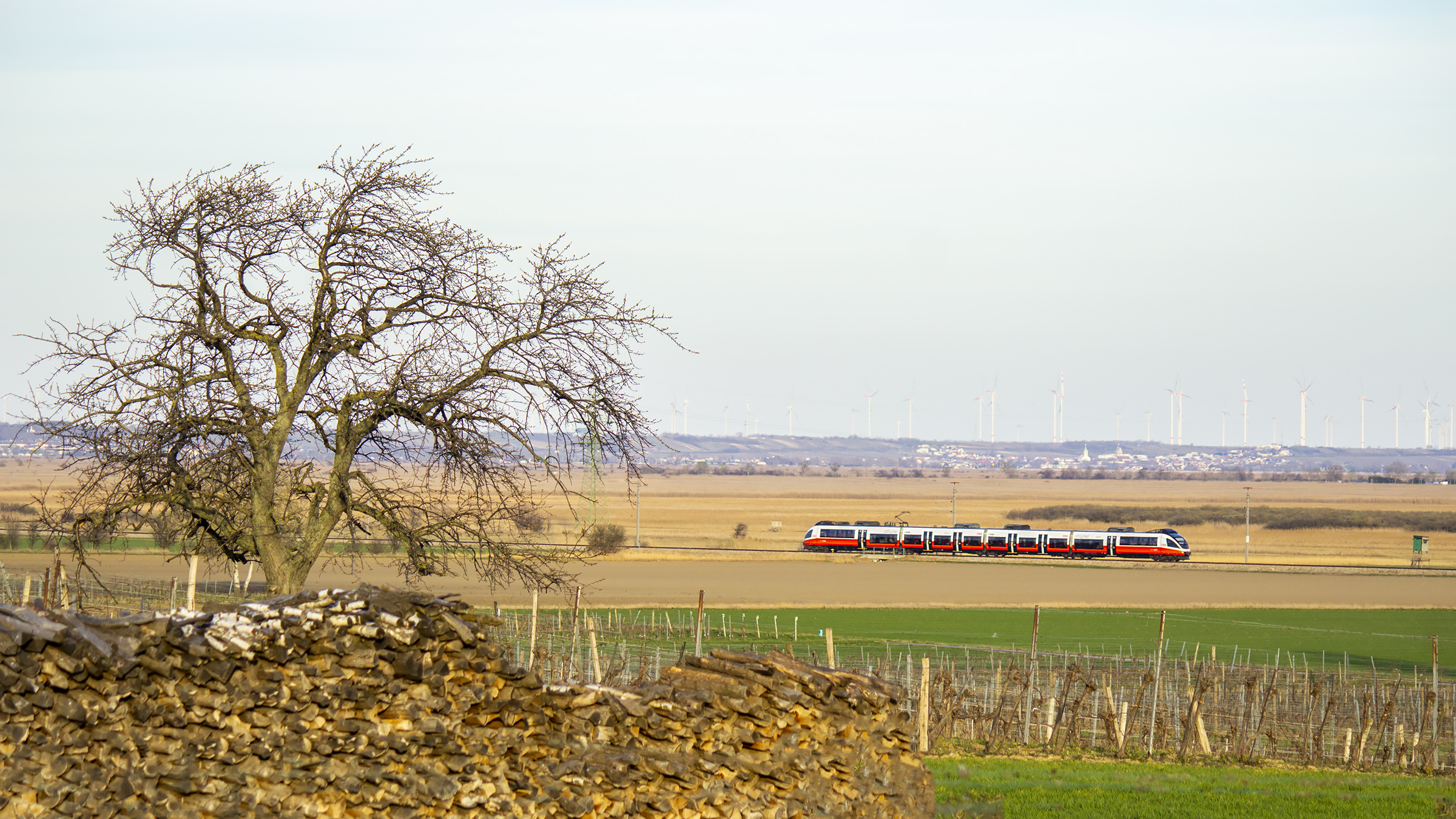 Talent, drzewo i wiatraki