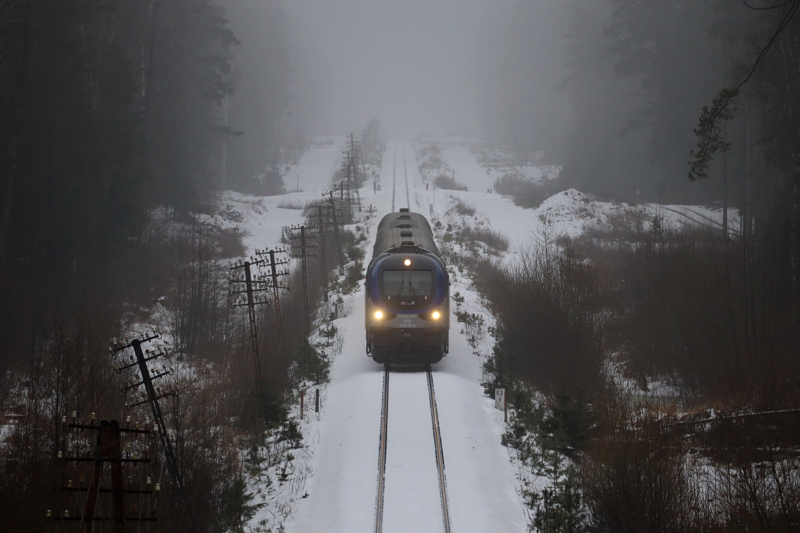 Odwilż w Puszczy Augustowskiej