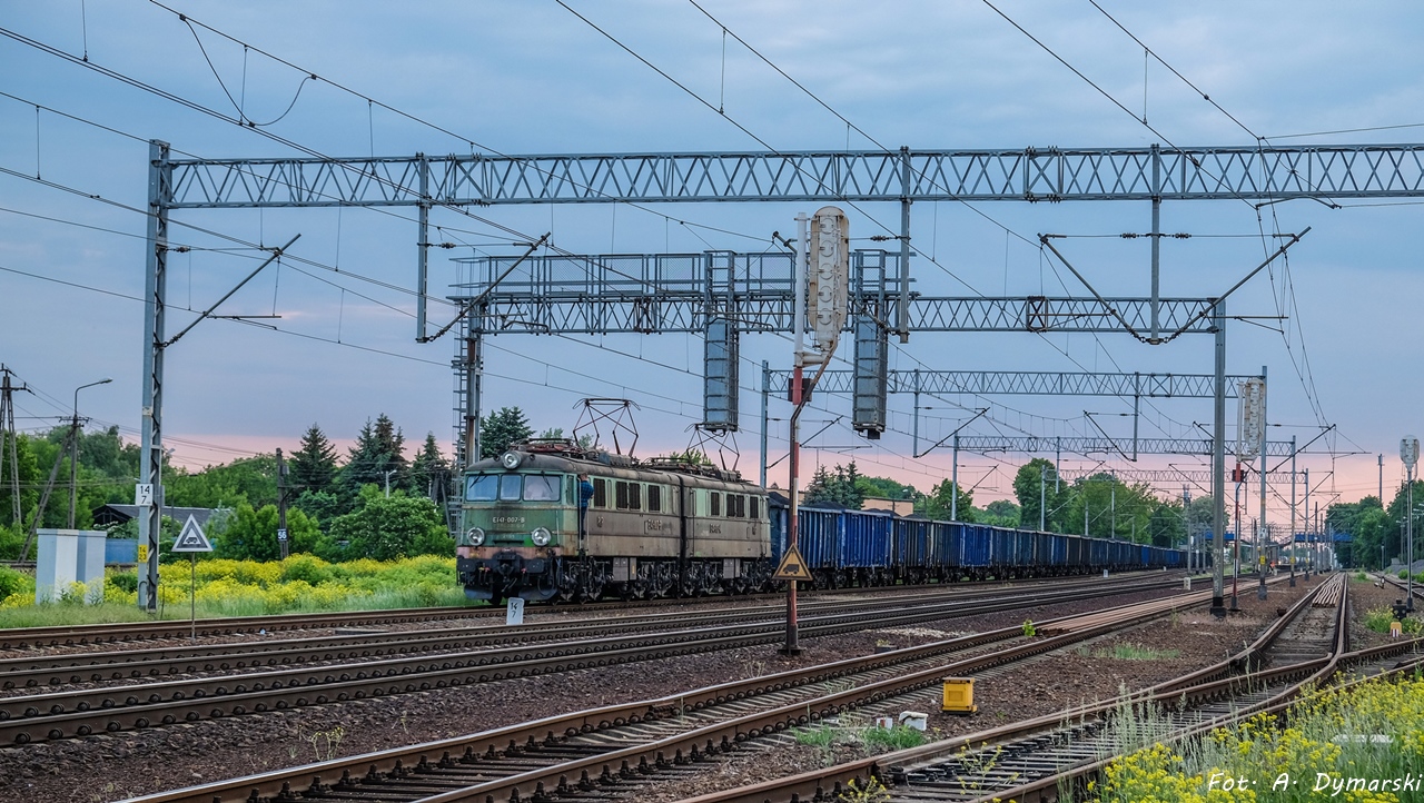 Stary Jamnik mocno śpi