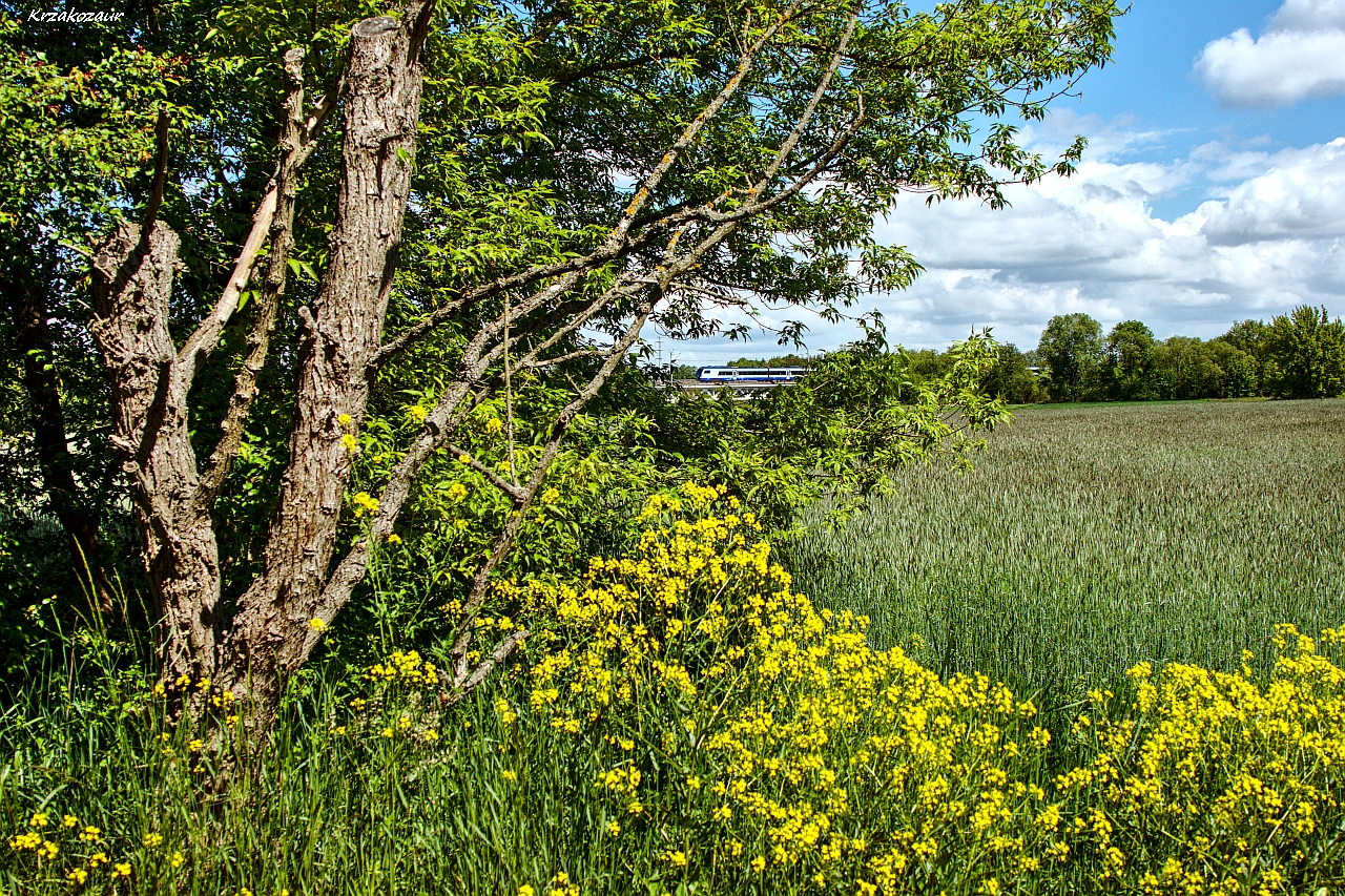 Pierwszy nasz flirt w krzakach